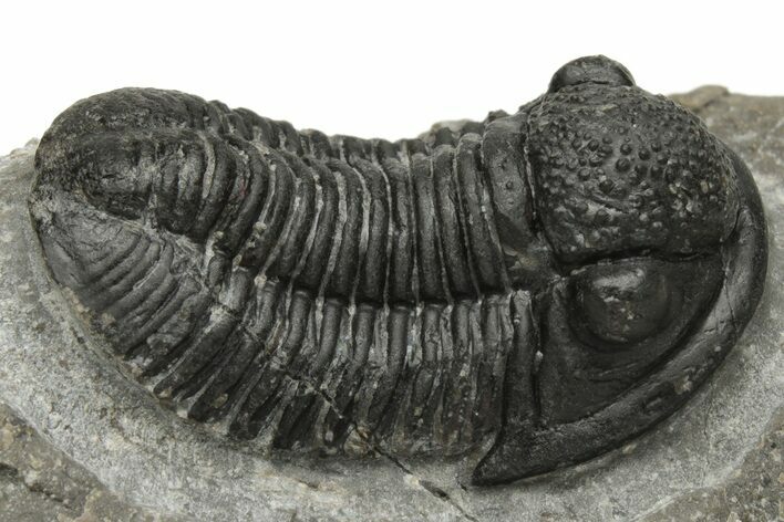 Detailed Gerastos Trilobite Fossil - Morocco #235304